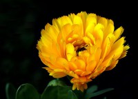 /album/fotogaleria-fotografia-macro/img-6164-640x480-jpg/